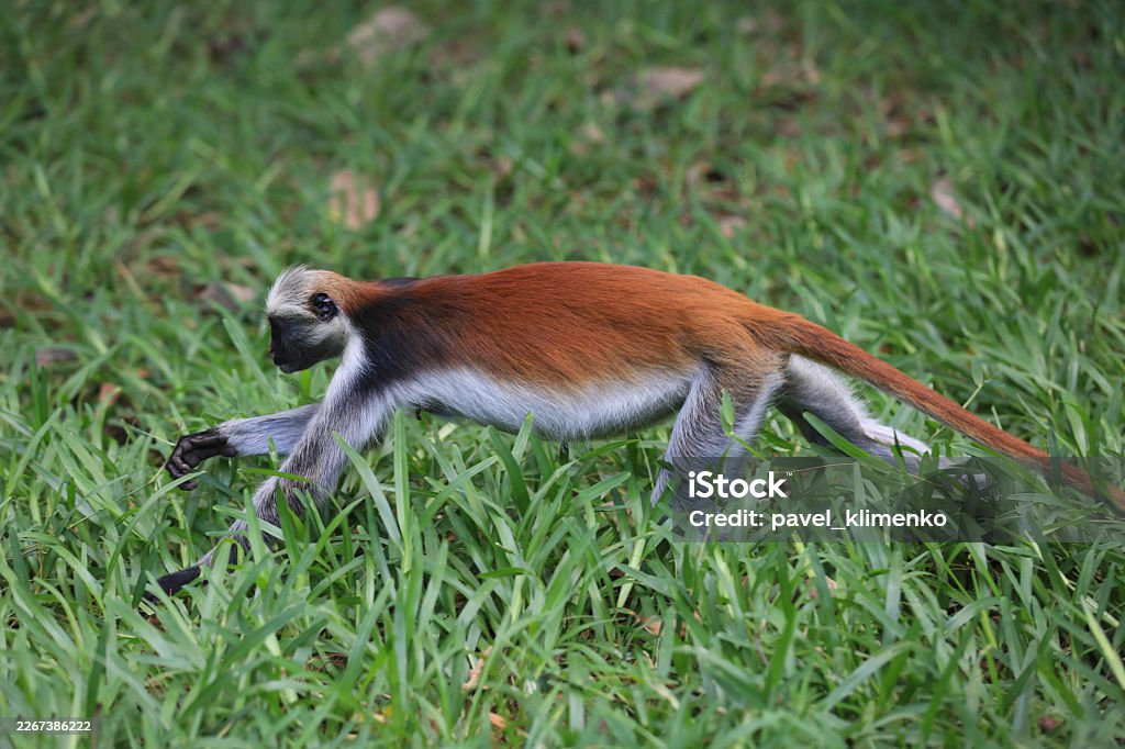 Jozani Forest Zanzibar wildlife